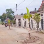 Bentuk Protes Warga Kalirejo Jalan Rusak Parah Di Tanam Pohon Pisang