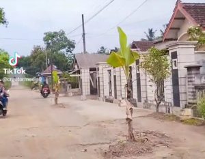 Bentuk Protes Warga Kalirejo Jalan Rusak Parah Di Tanam Pohon Pisang