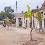 Bentuk Protes Warga Kalirejo Jalan Rusak Parah Di Tanam Pohon Pisang