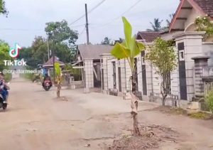 Bentuk Protes Warga Kalirejo Jalan Rusak Parah Di Tanam Pohon Pisang