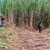 Kalipare Bergejolak, Penebangan Tebu Di Hutan Sukowilangun Berujung Kepolisian