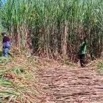 Kalipare Bergejolak, Penebangan Tebu Di Hutan Sukowilangun Berujung Kepolisian
