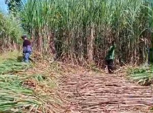 Kalipare Bergejolak, Penebangan Tebu Di Hutan Sukowilangun Berujung Kepolisian