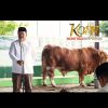 Bupati Asahan Saksikan Penyembelihan Sapi Bantuan Kemasyarakatan Presiden