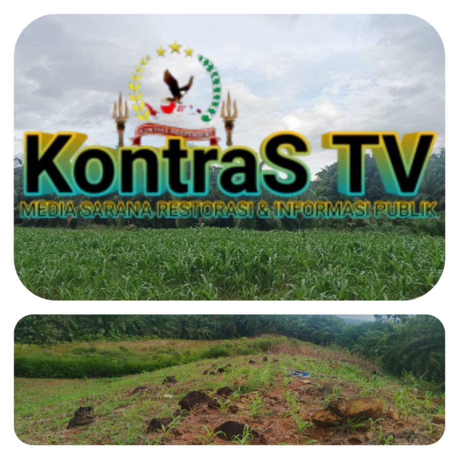 PETANI KECAMATAN TIGO NAGARI BERALIH TANAM SAWAH DISULAP JADI KEBUN JAGUNG AKIBAT KRISIS IRIGASI