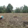 Kapoktan Pinang Sarumpun Bersama PT Bayer Gelar Riset Uji Coba 6 Varietas Unggul Jagung