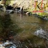 Sungai Batang Tingko Diduga Tercemar Limbah PT. Rimbo Panjang Sumber Makmur